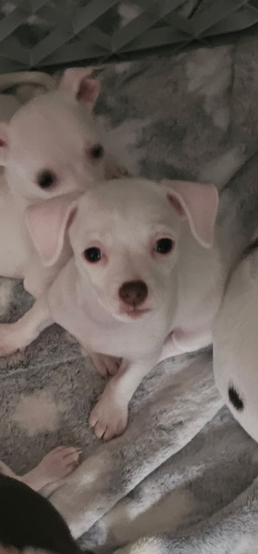 Chihuahua puppies image 2