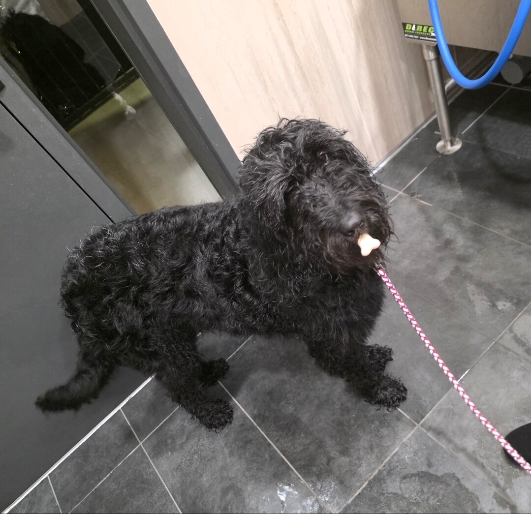 Dog image 1