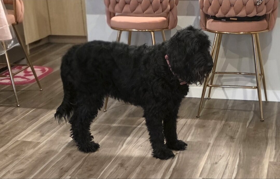 Dog image 2