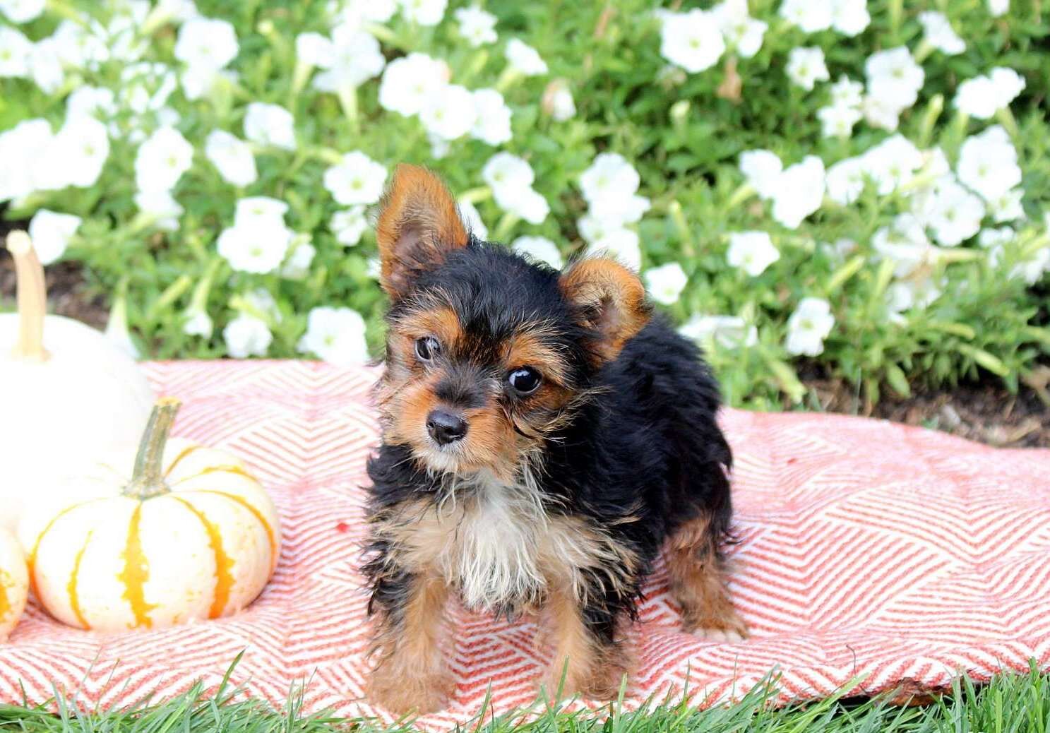 Registered Yorkshire Puppies For Rehoming image 1