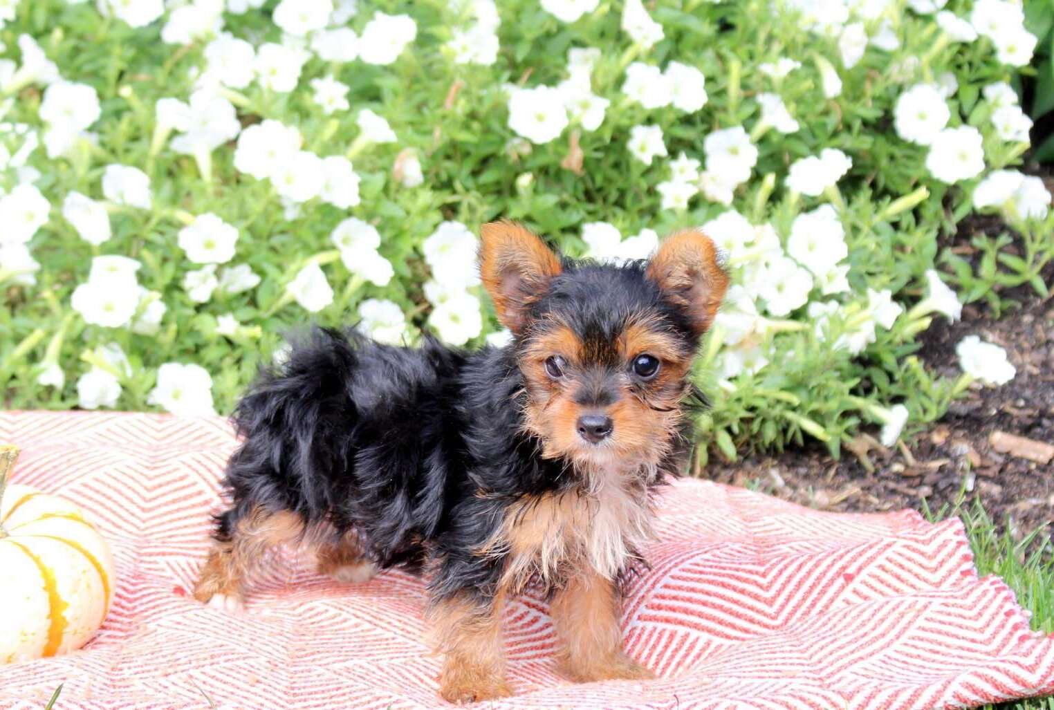Registered Yorkshire Puppies For Rehoming image 2