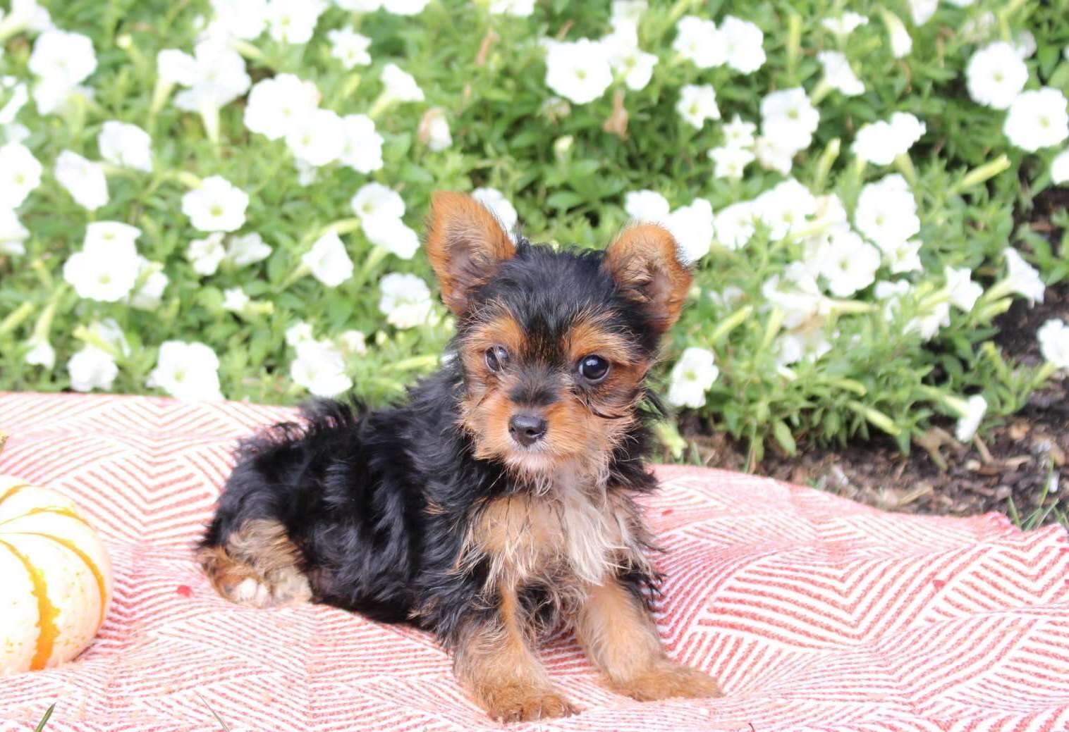 Registered Yorkshire Puppies For Rehoming image 3