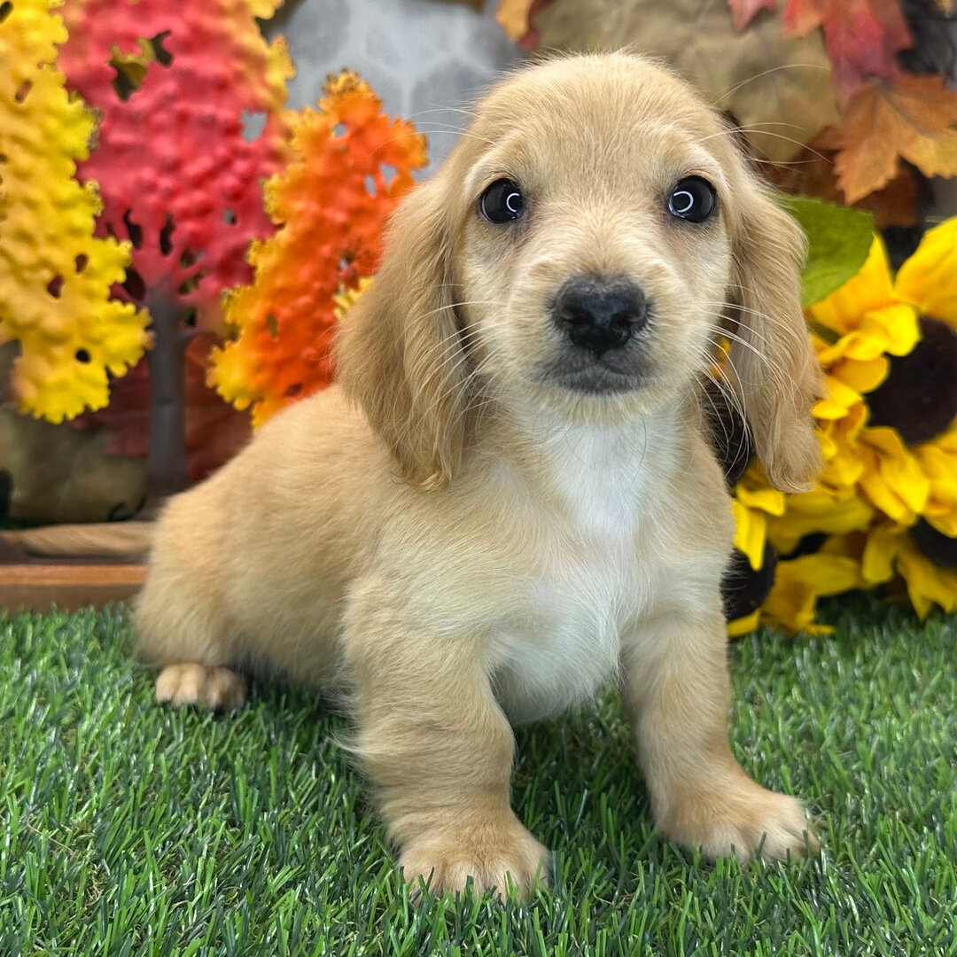 Slinky our 10-week-old male Dachshund puppy image 2