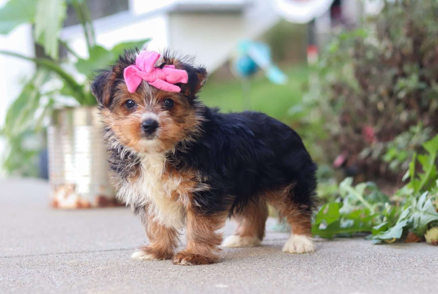 Home Raised Yorkie Puppies For Rehoming image 1