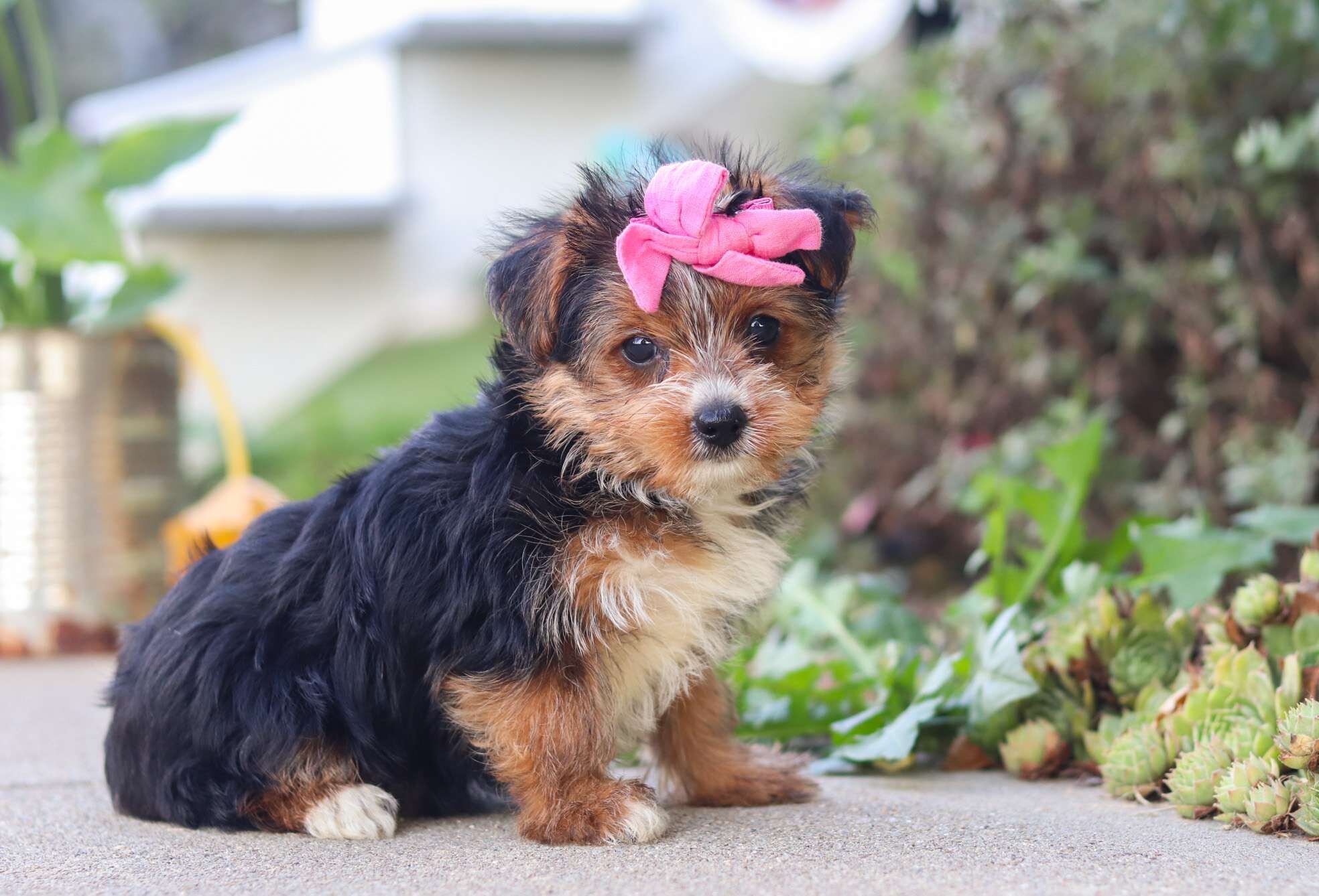 Home Raised Yorkie Puppies For Rehoming image 2