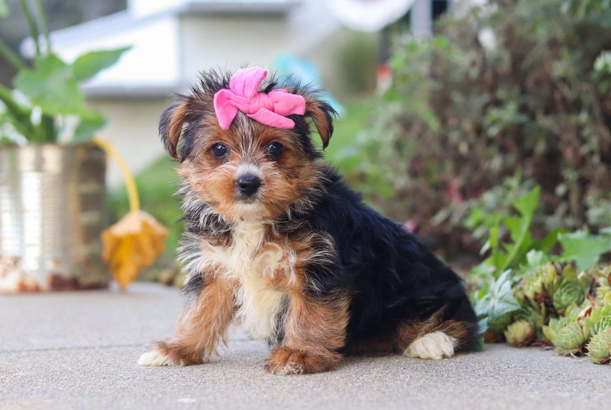 Home Raised Yorkie Puppies For Rehoming image 3