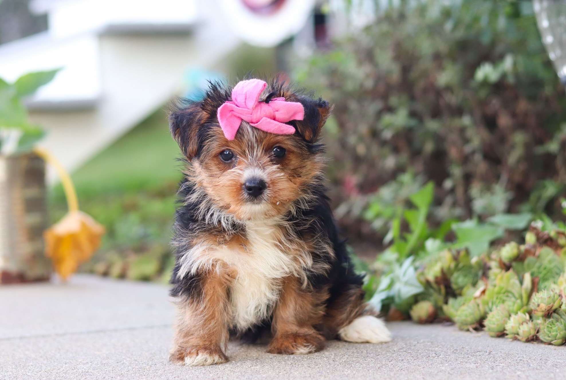 Home Raised Yorkie Puppies For Rehoming image 4