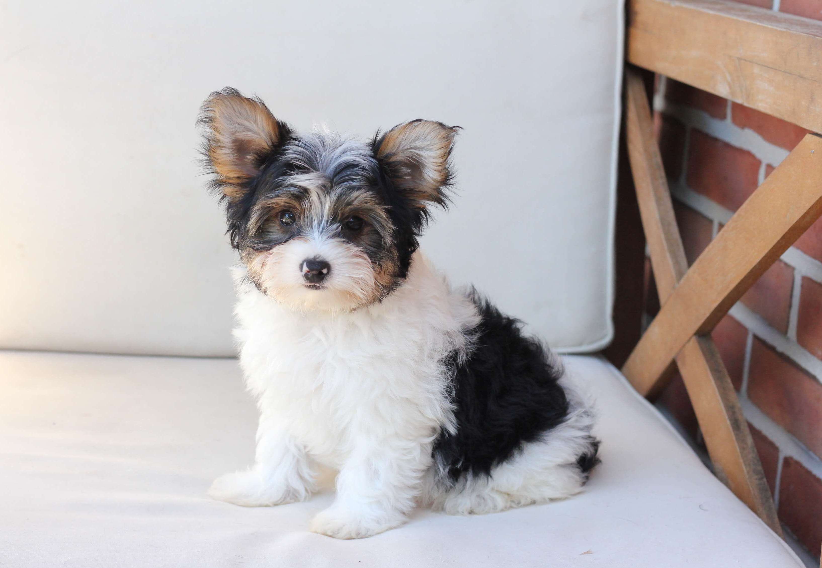 Healthy Yorkie Puppies Available For Adoption image 1