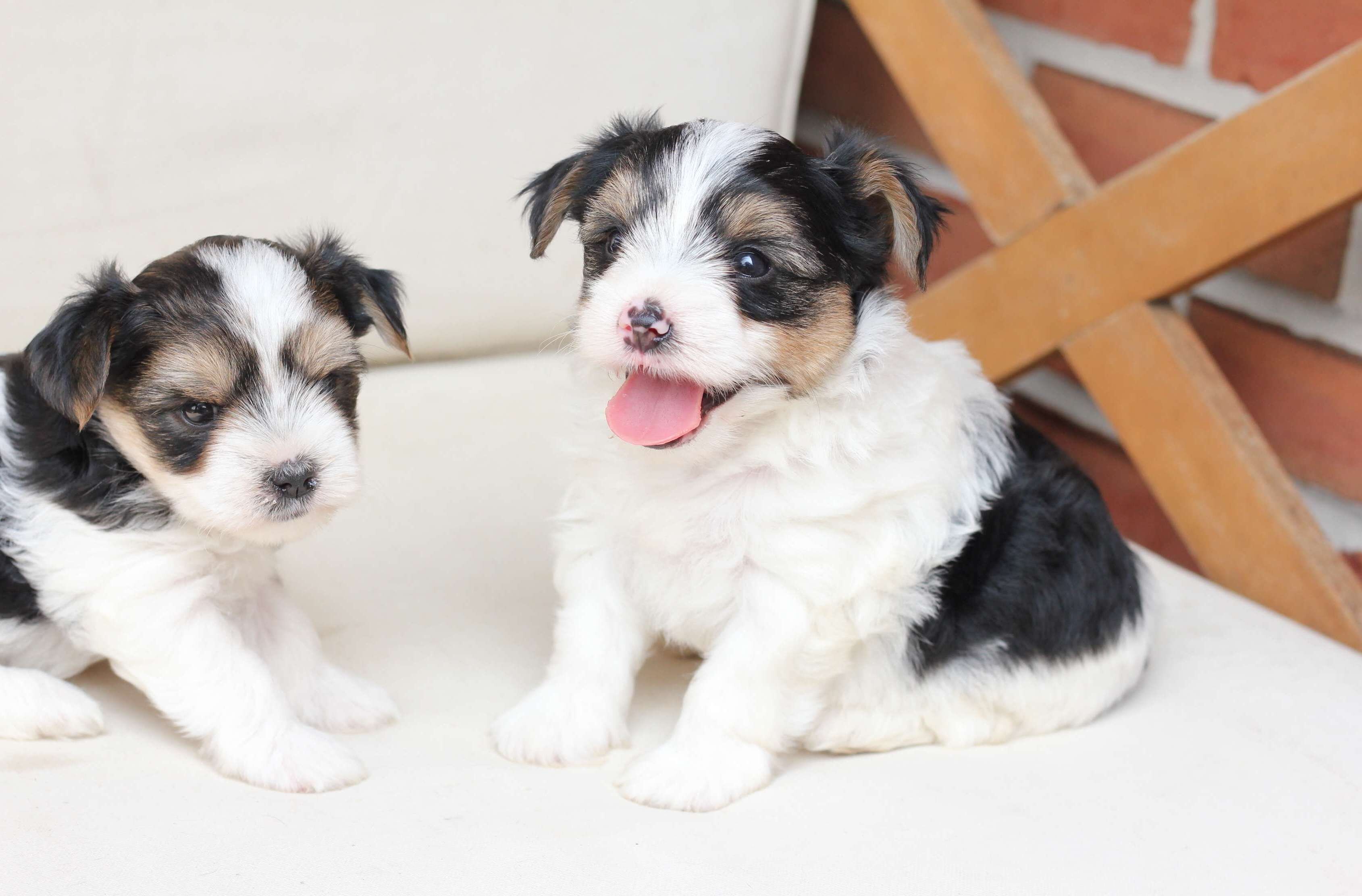 Healthy Yorkie Puppies Available For Adoption image 2
