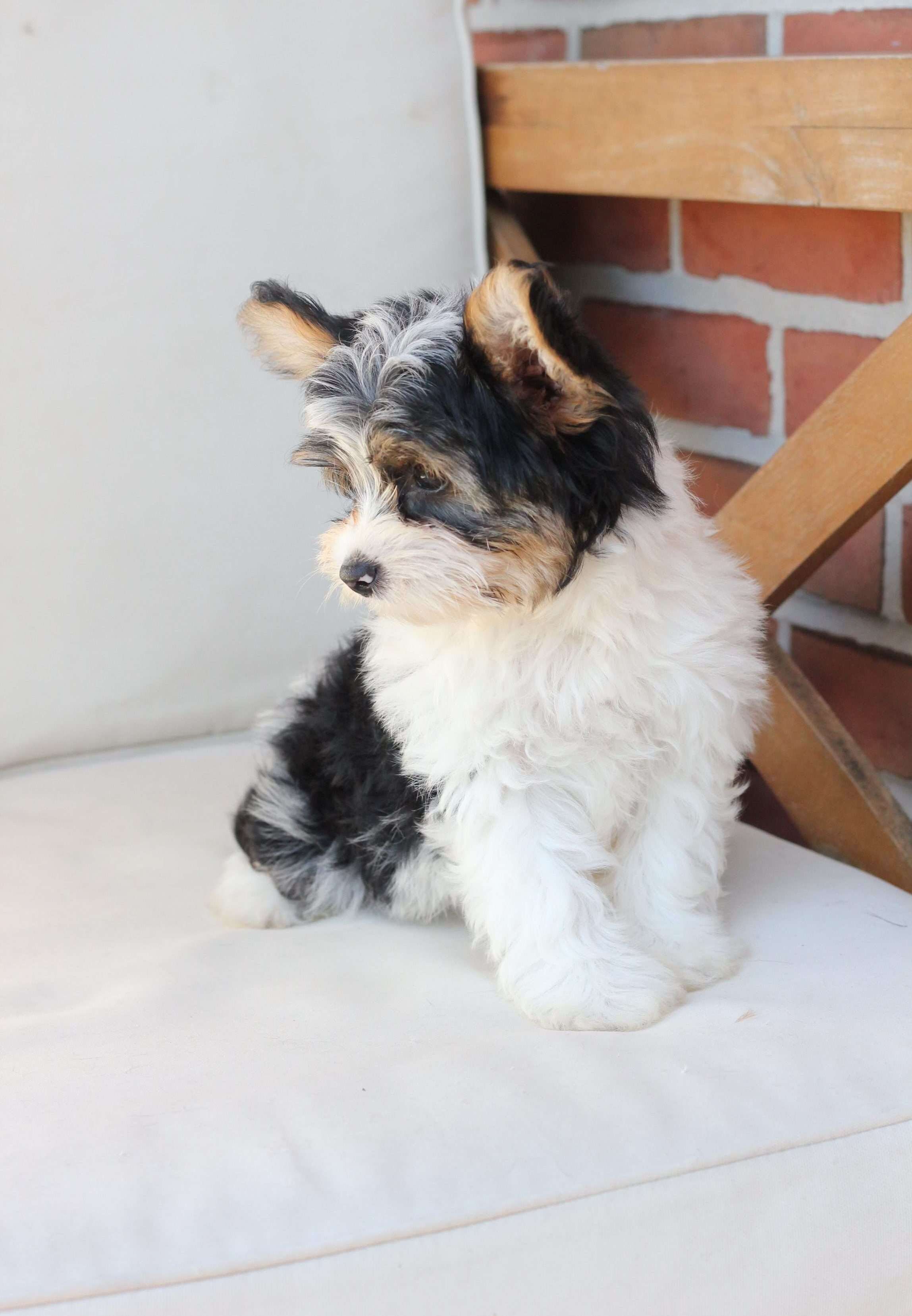 Healthy Yorkie Puppies Available For Adoption image 3