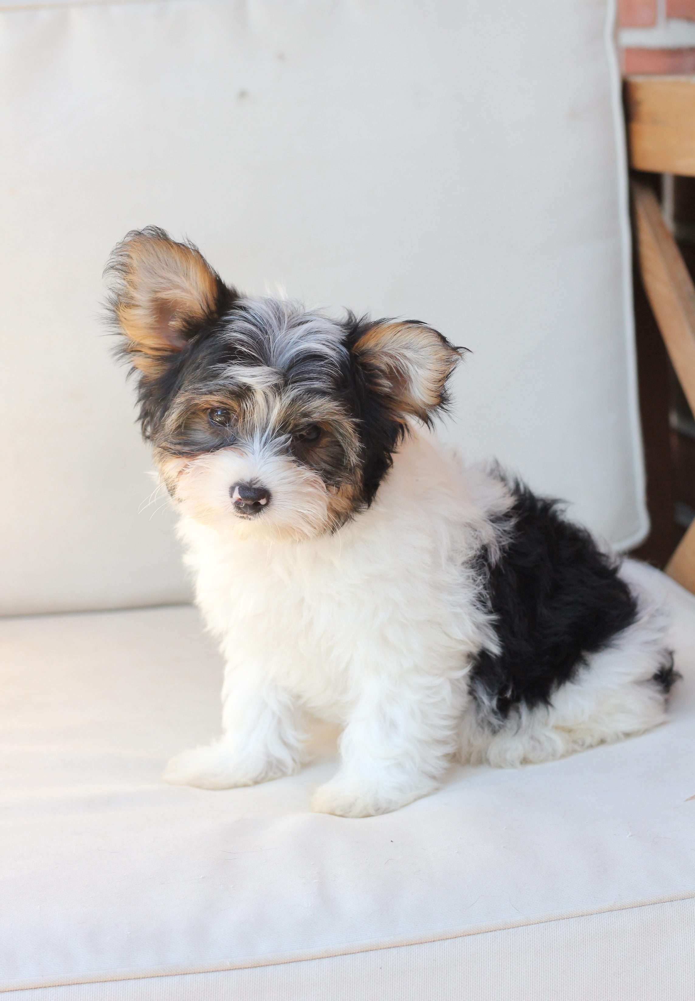 Healthy Yorkie Puppies Available For Adoption image 4