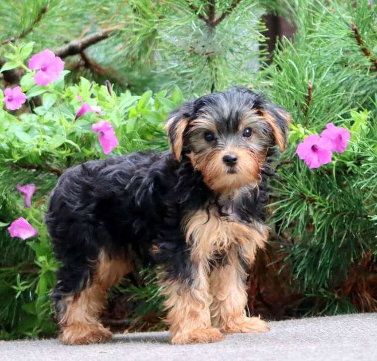 Registered Yorkie Puppies For Adoption image 1