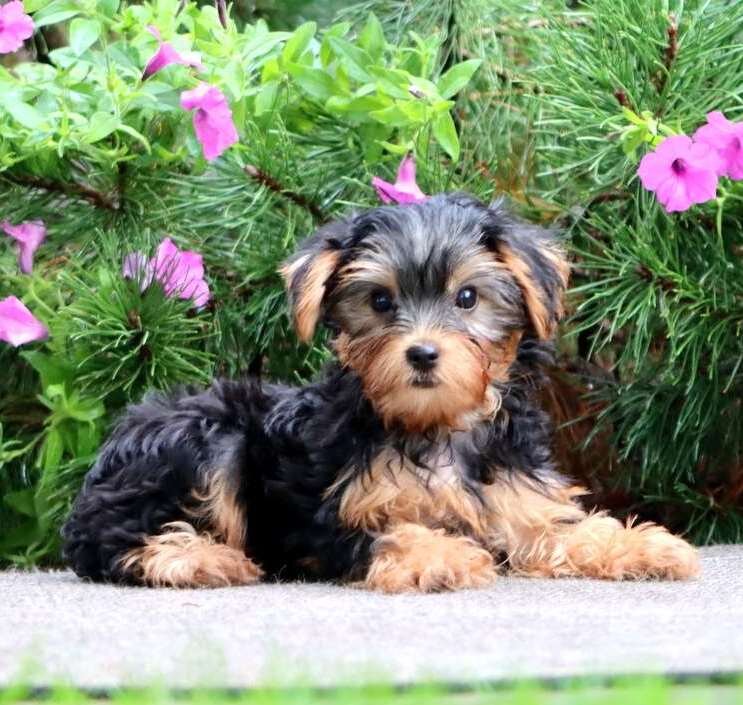Registered Yorkie Puppies For Adoption image 2