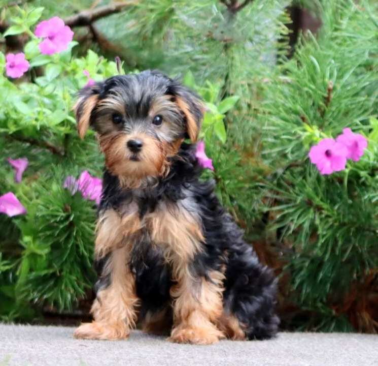 Registered Yorkie Puppies For Adoption image 3