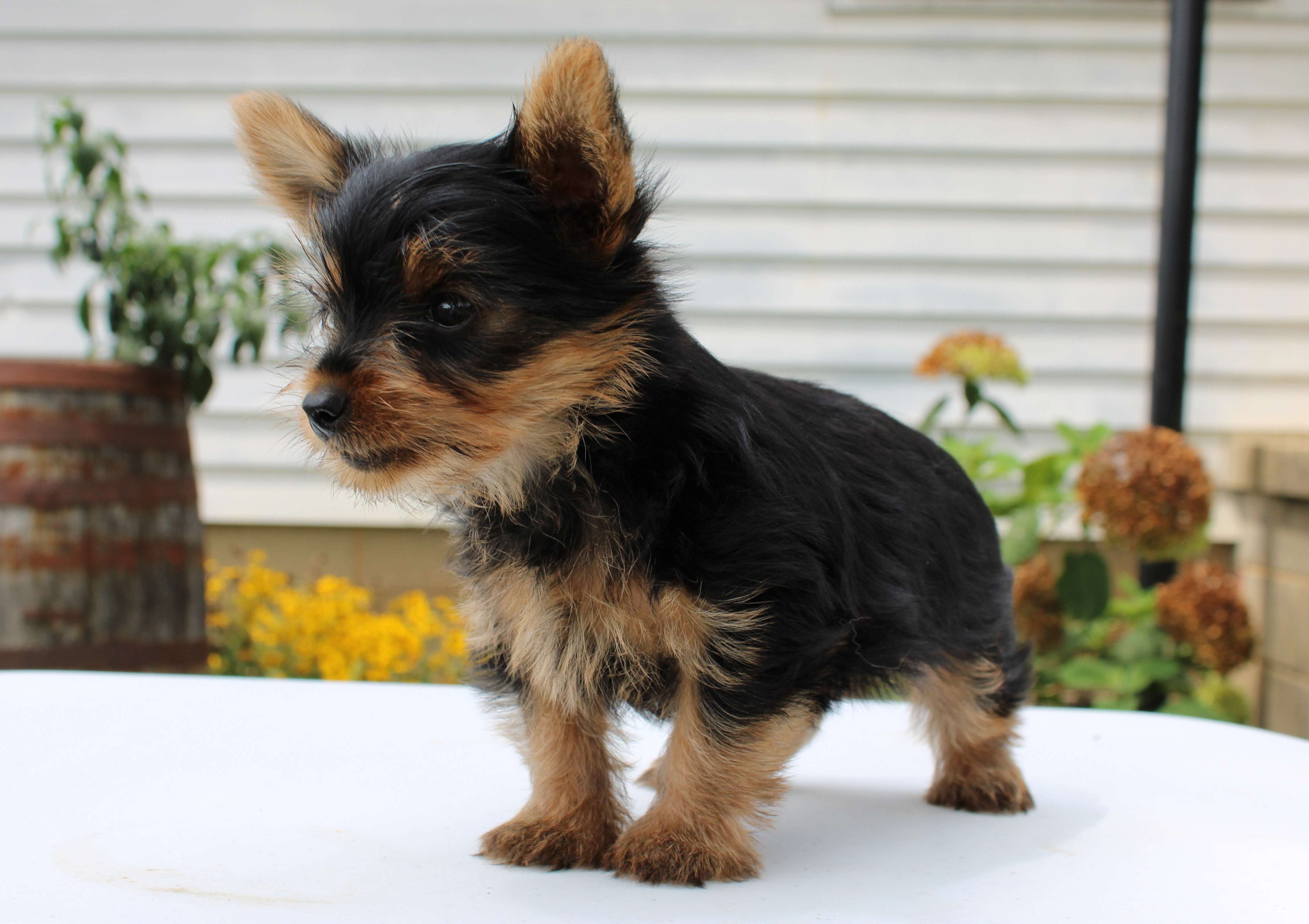 Yorkie Puppies Looking For New Home image 1