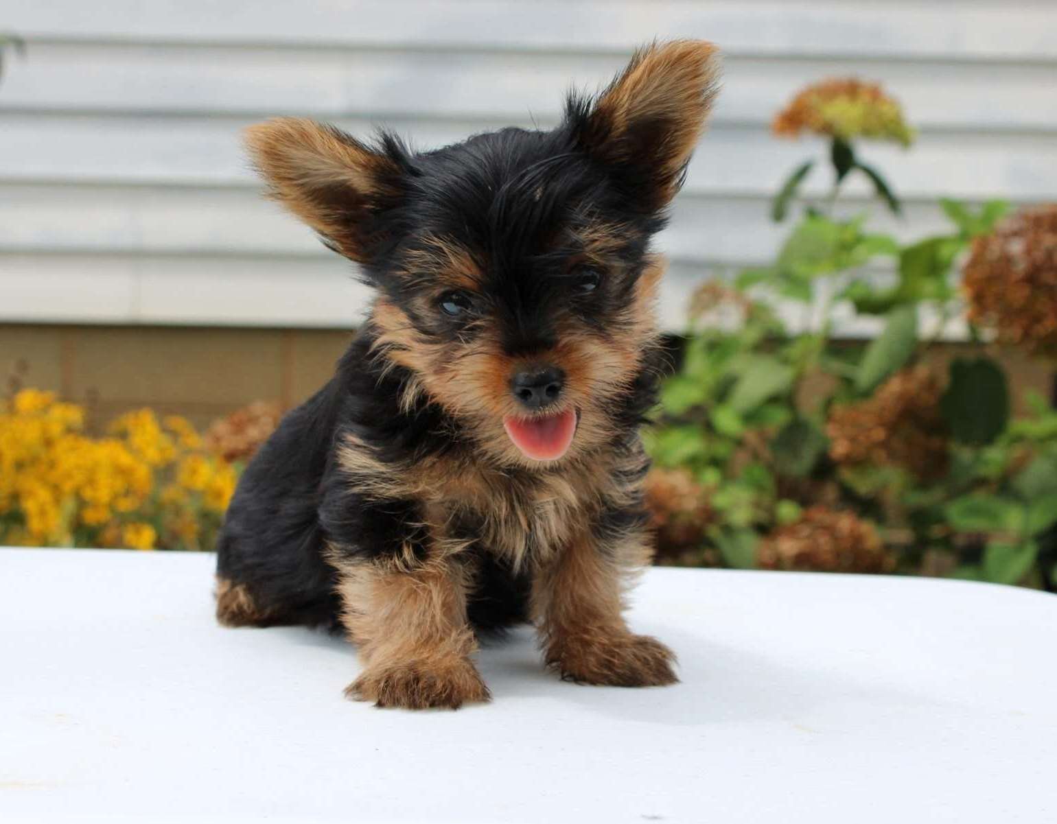 Yorkie Puppies Looking For New Home image 2