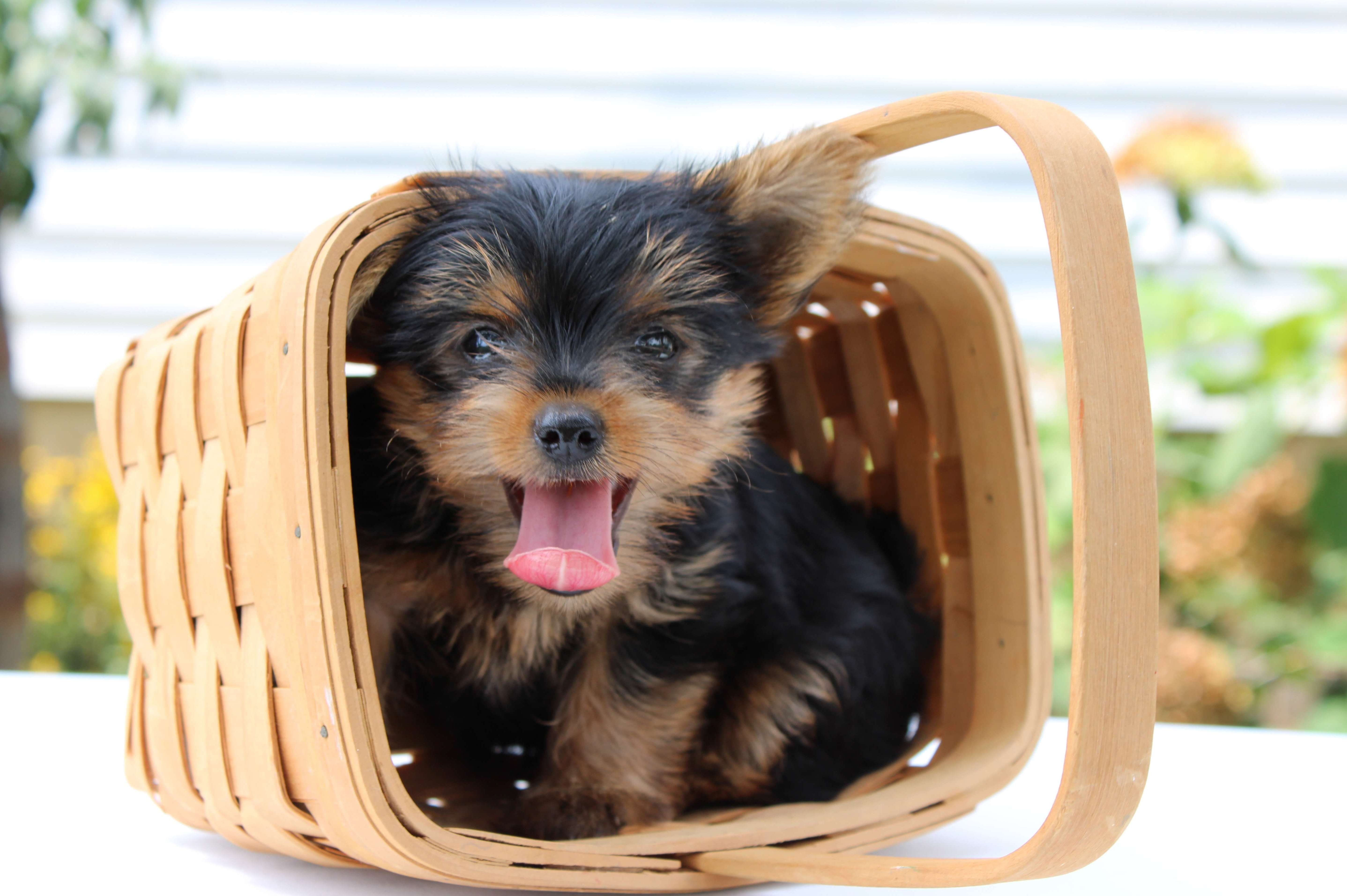 Yorkie Puppies Looking For New Home image 3