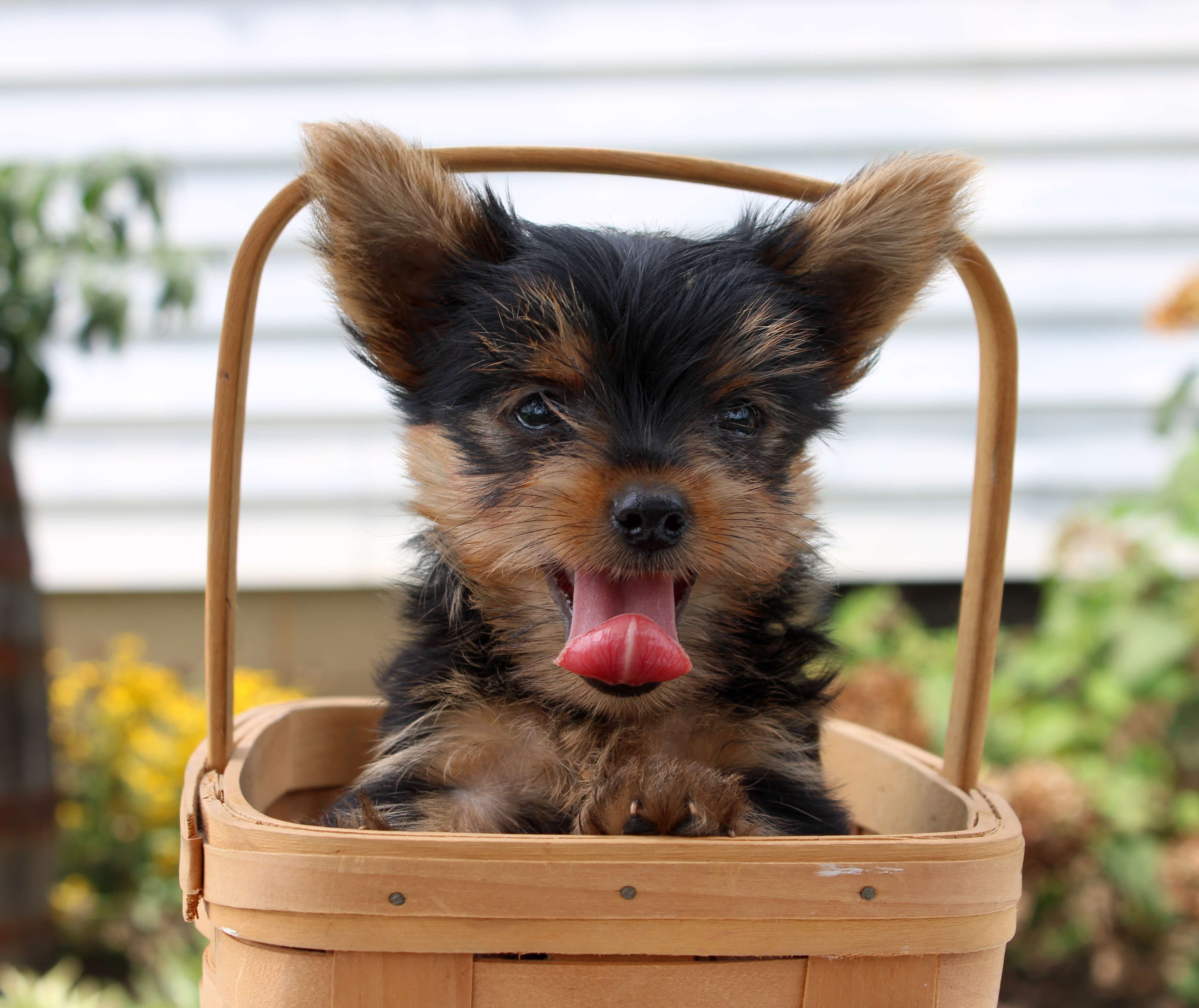 Yorkie Puppies Looking For New Home image 4