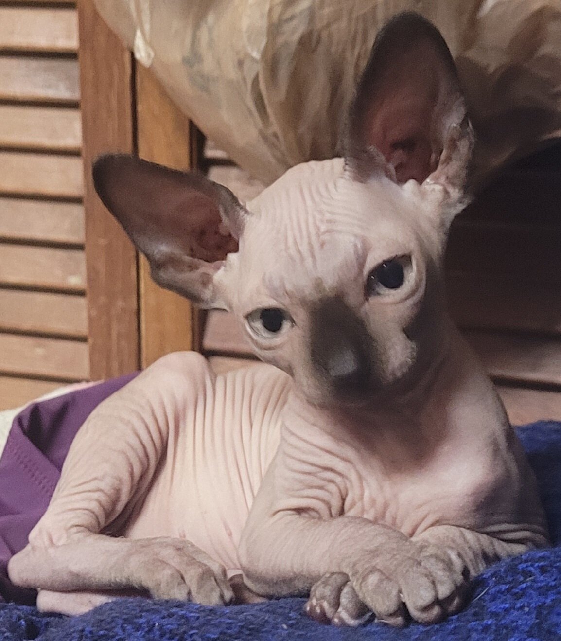 Sphynx kittens - Female image 1