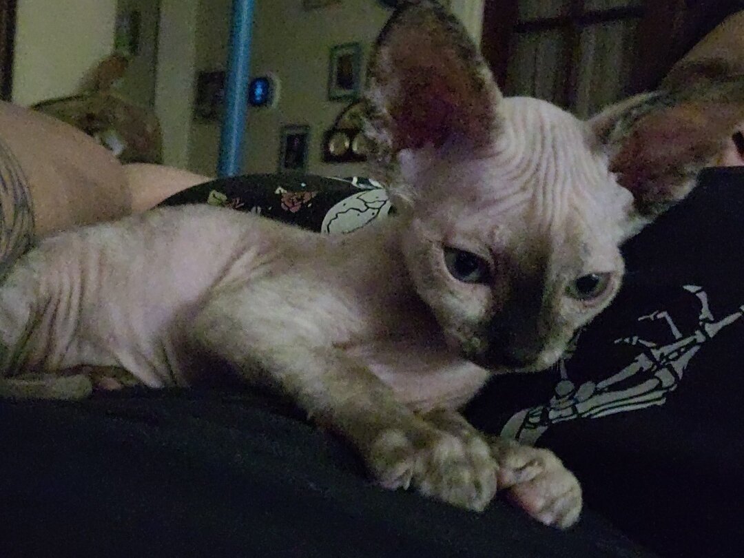 Sphynx kittens - Female image 3