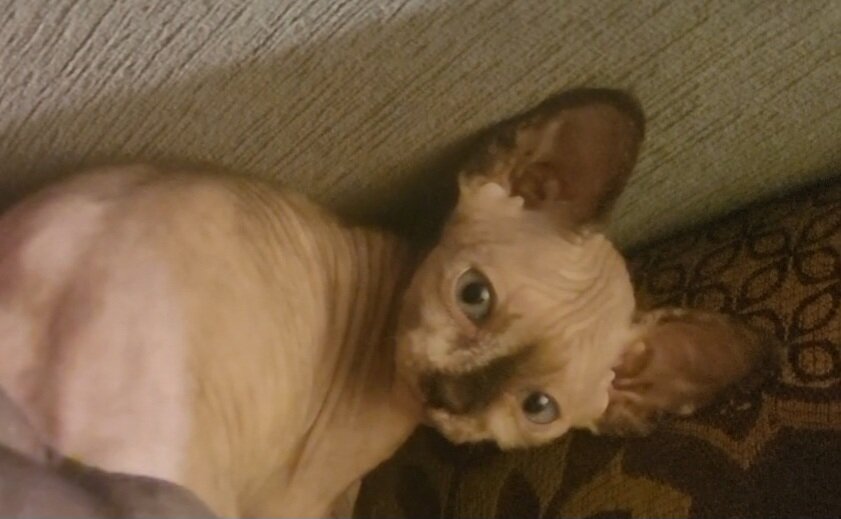 Sphynx kittens - Female image 2