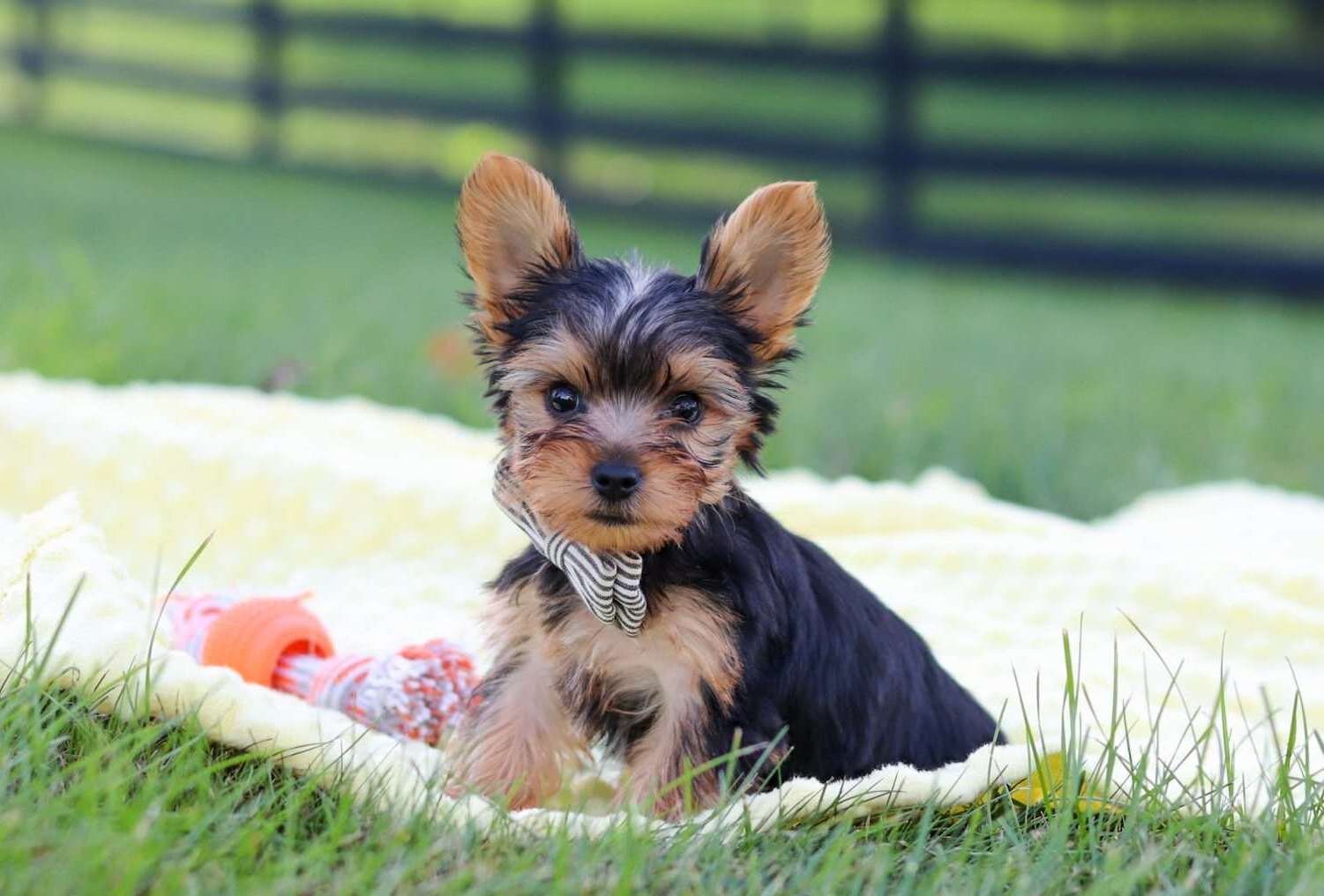 Male and Female Yorkie Puppies For Adoption image 3