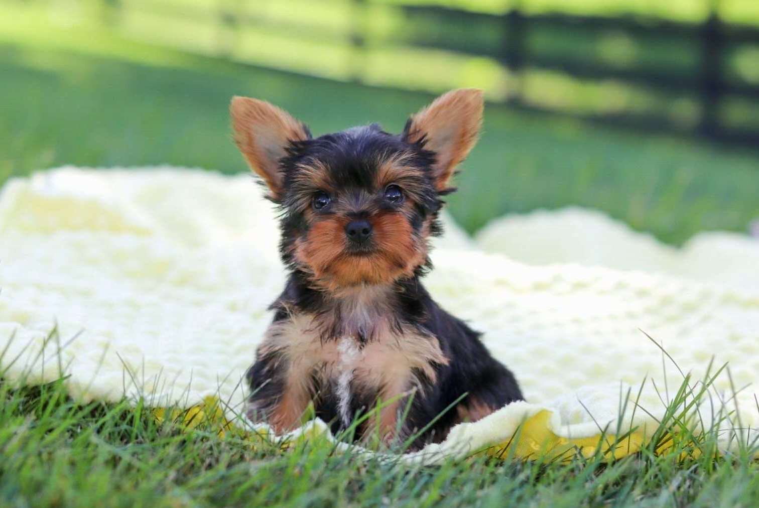 Adorable Yorkie Puppies Available image 1