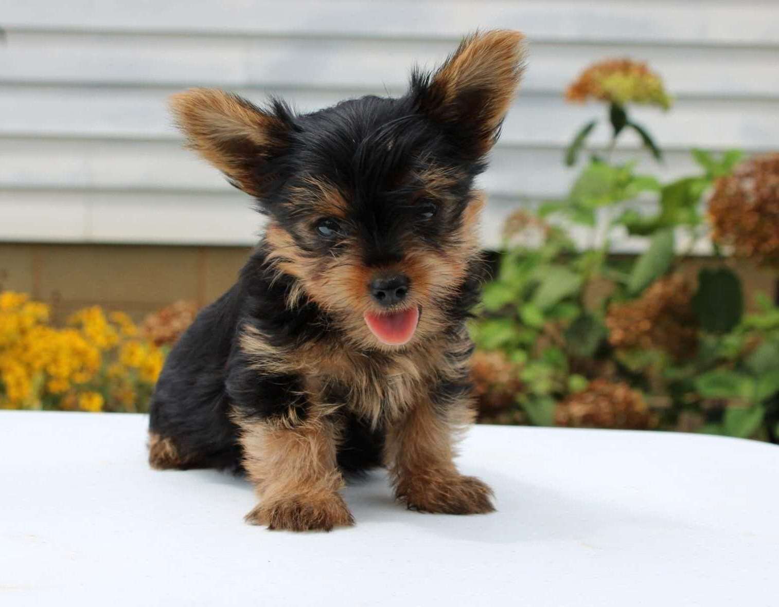 Adorable Yorkie Puppies Available image 2