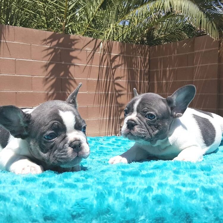 10-week-old French Bulldog Puppy image 5