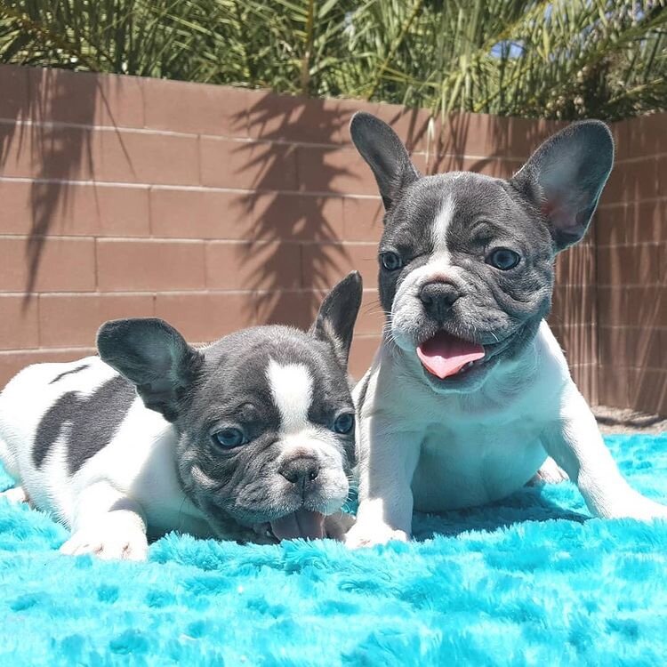 10-week-old French Bulldog Puppy image 3