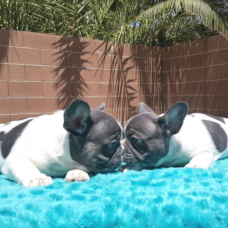 10-week-old French Bulldog Puppy image 4