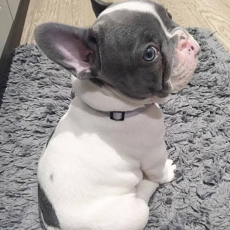 10-week-old French Bulldog Puppy image 1