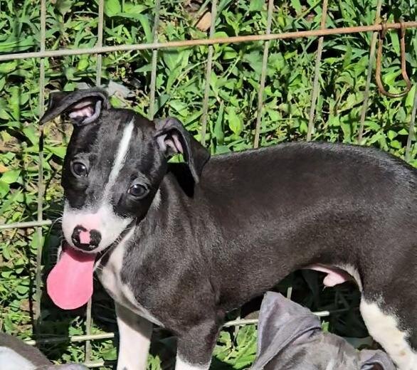 Italian Greyhound image 1