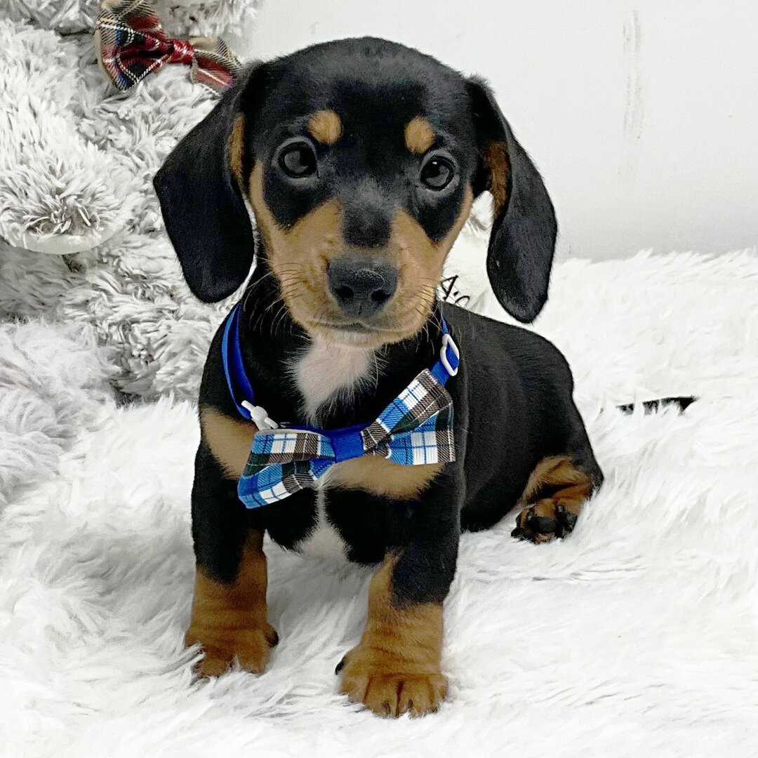 Hi, I'm George! I'm an 8-week-old male Dachshund image 1