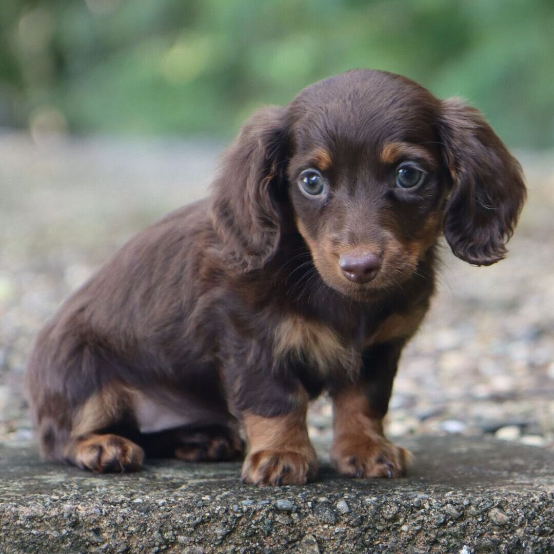Hi, I'm Tasha! I'm a 9-week-old female Dachshund image 1