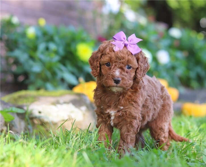 Pra Clear Cockapoos Puppies image 3