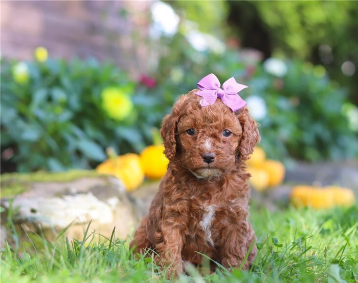 Pra Clear Cockapoos Puppies image 5