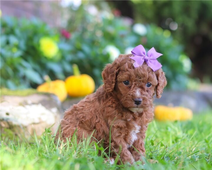 Pra Clear Cockapoos Puppies image 6