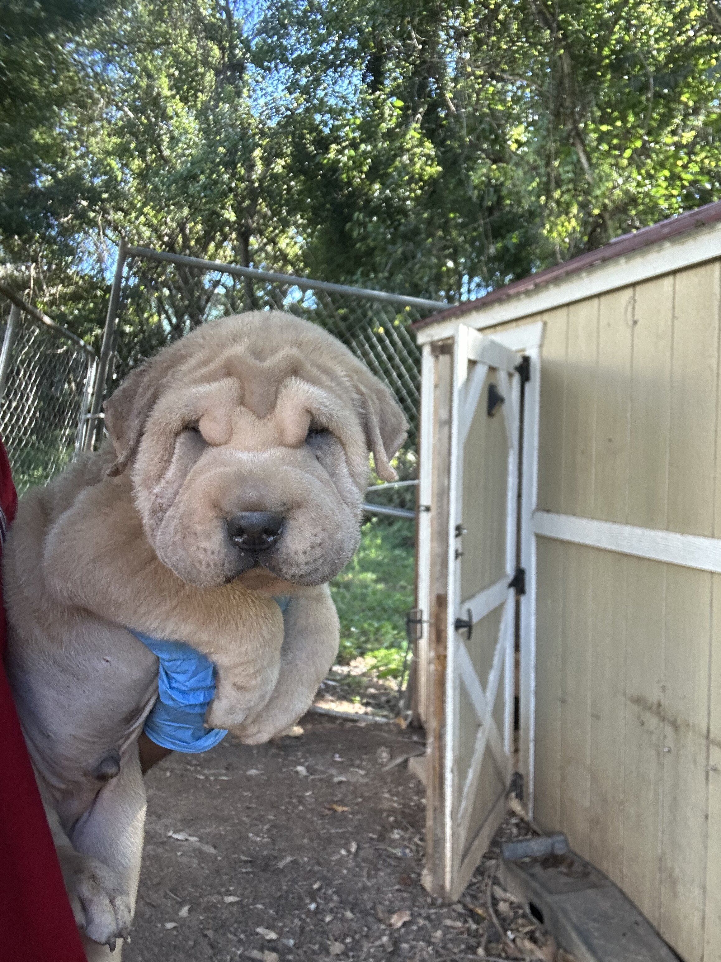 Chinese Shar peis image 1