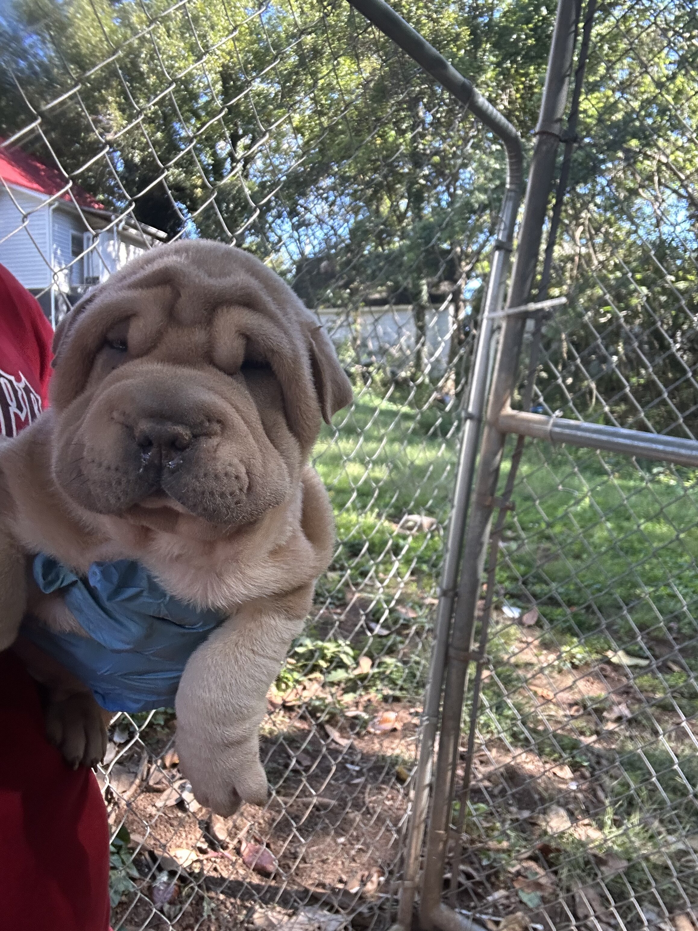Chinese Shar peis image 2