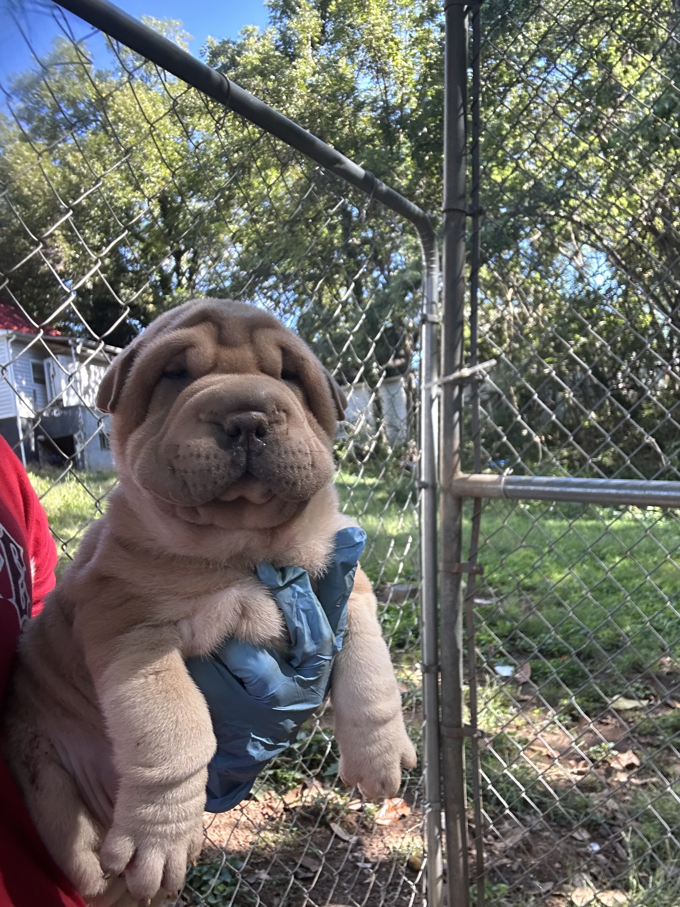 Chinese Shar peis image 3