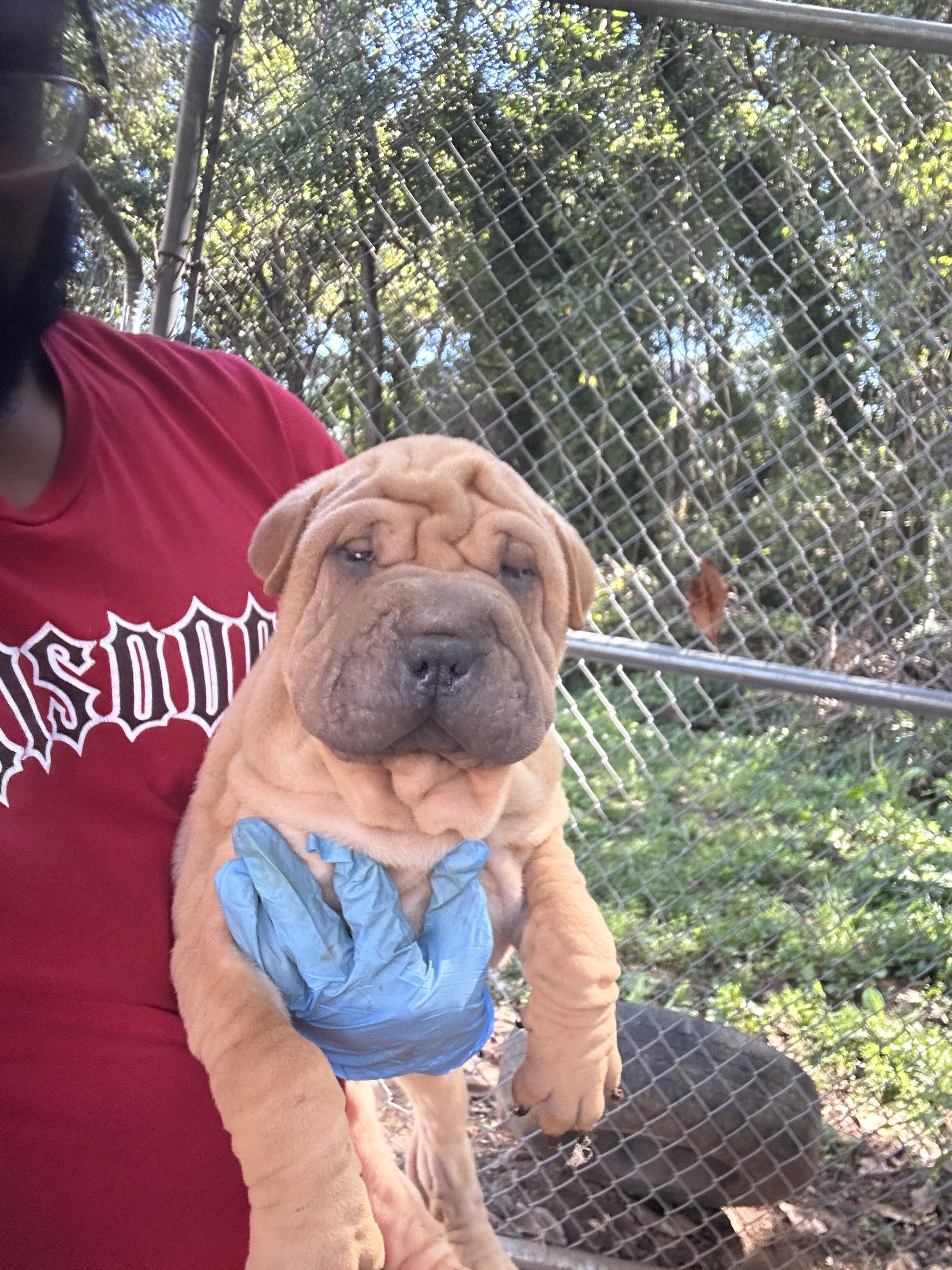 Chinese Shar peis image 5