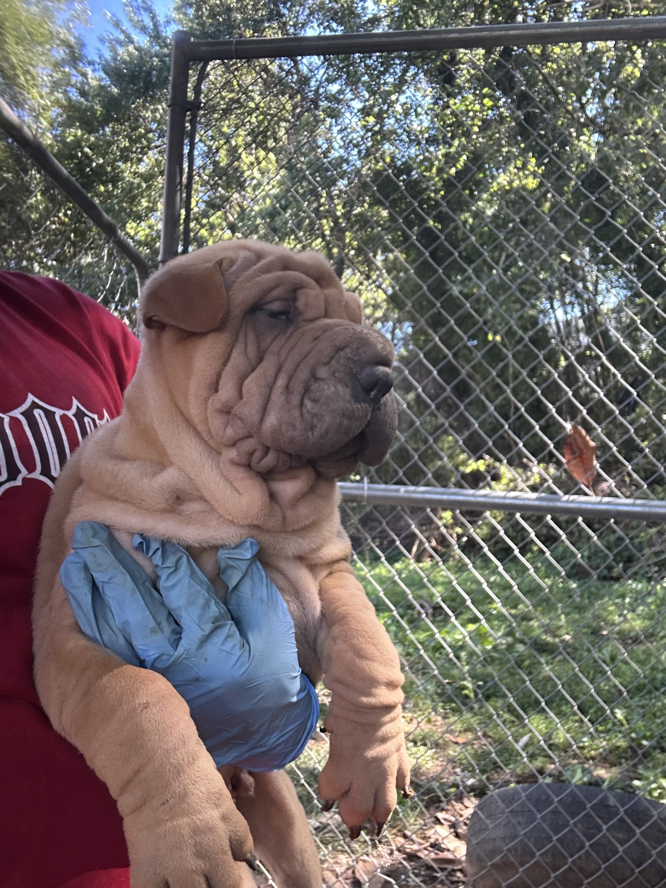 Chinese Shar peis image 4