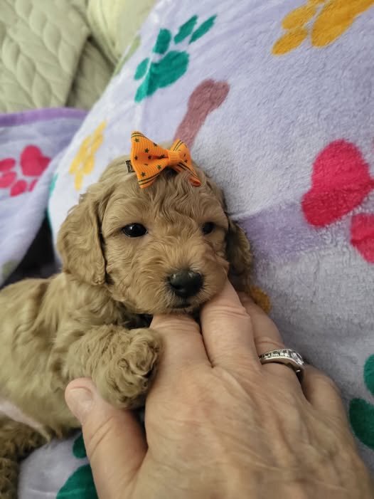 Toy Poodle Puppy Male image 1