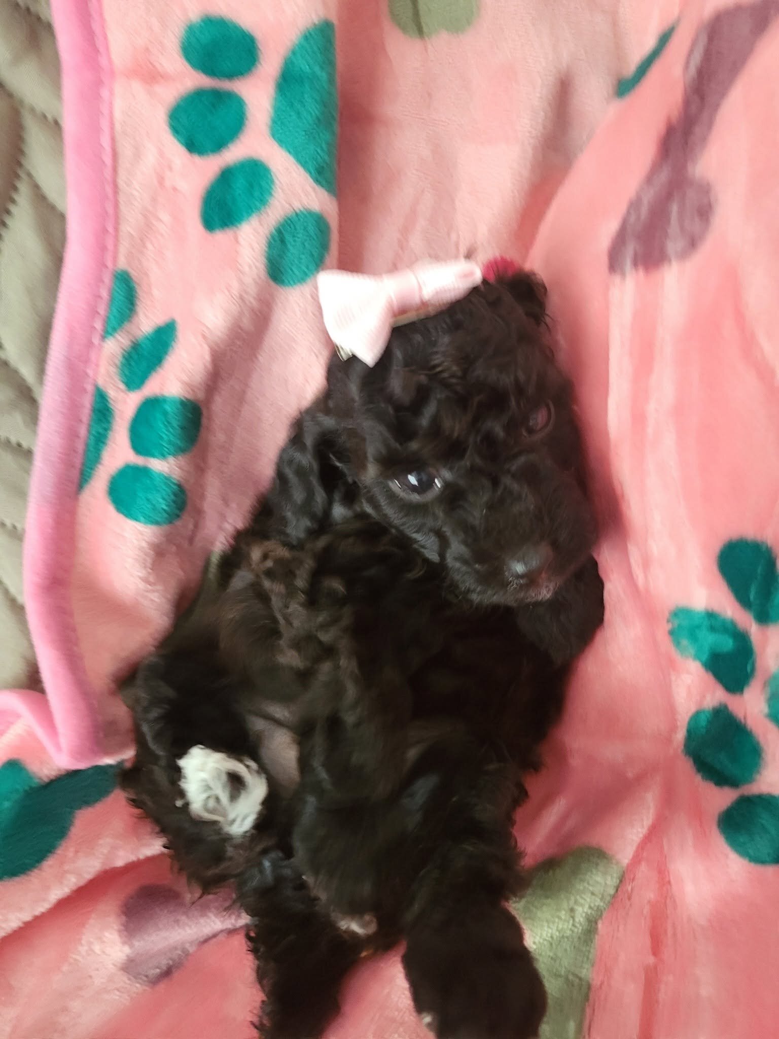 Toy Poodle puppy female image 1