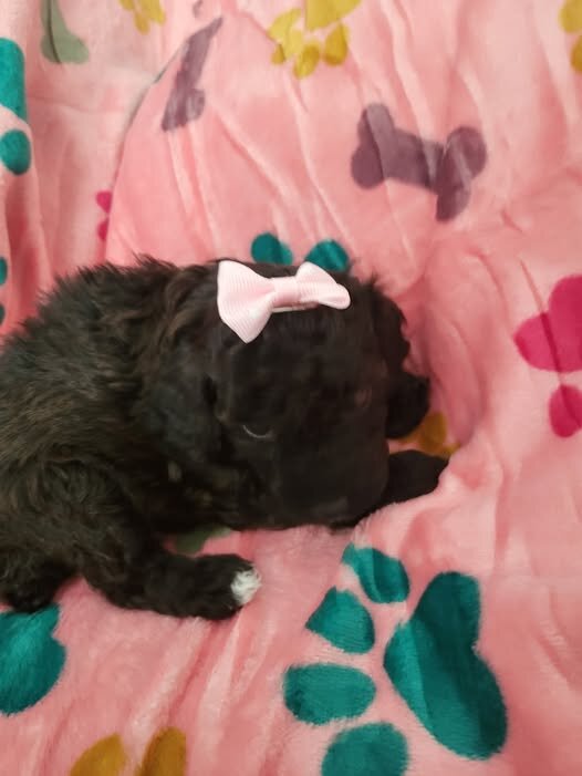 Toy Poodle puppy female image 2