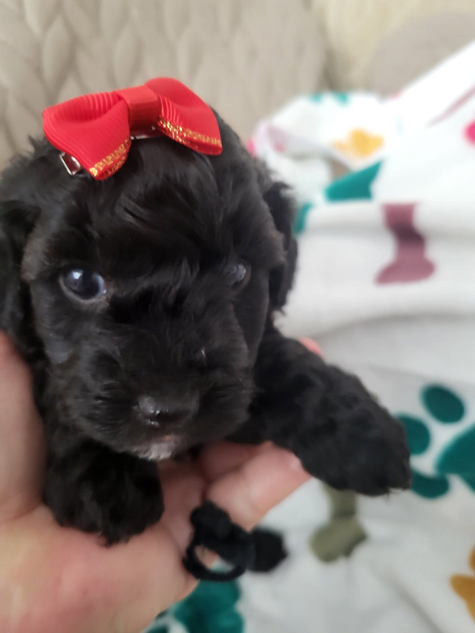 Toy Poodle puppy female image 1