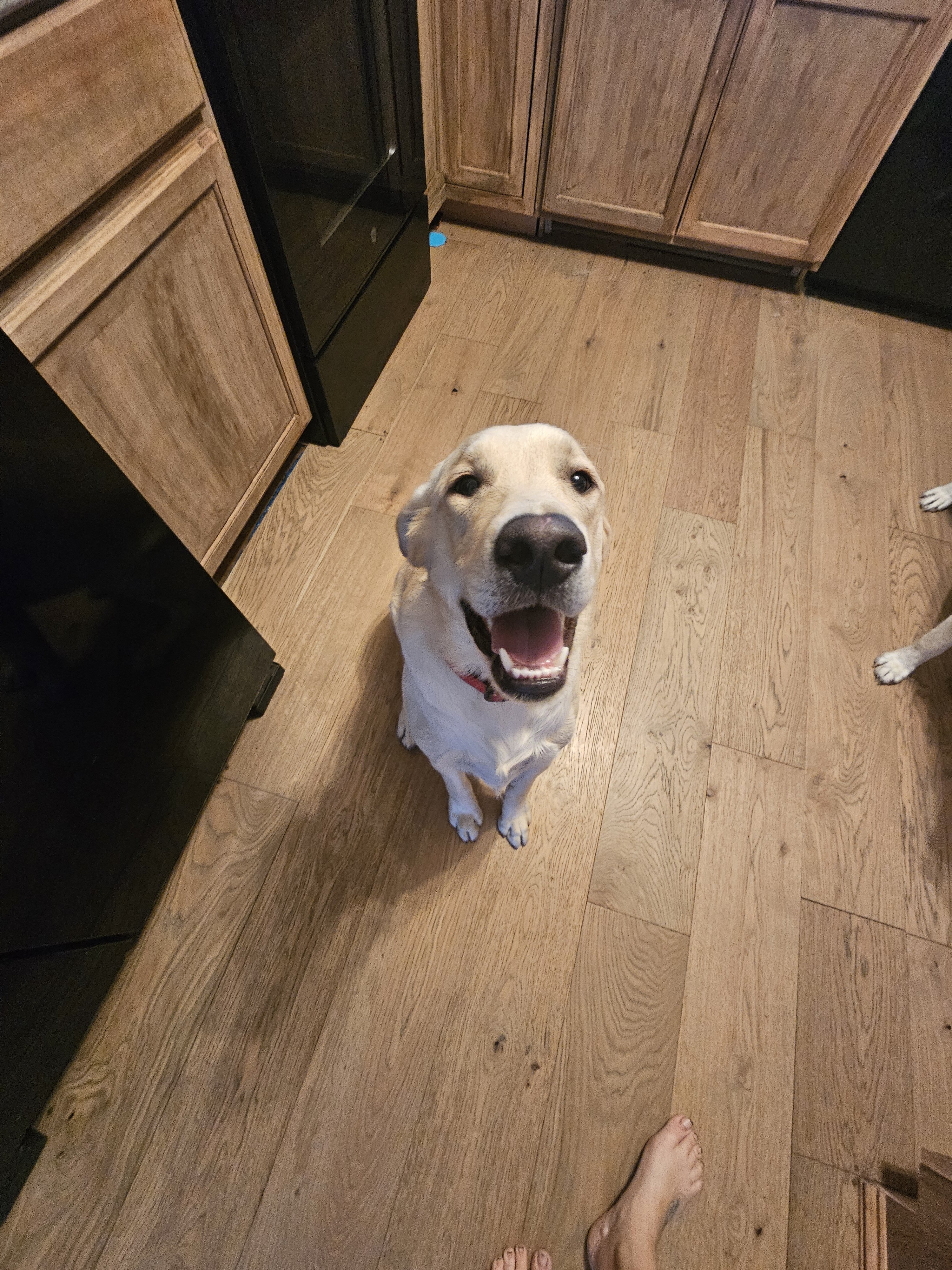 Loving well behaved young lab image 2