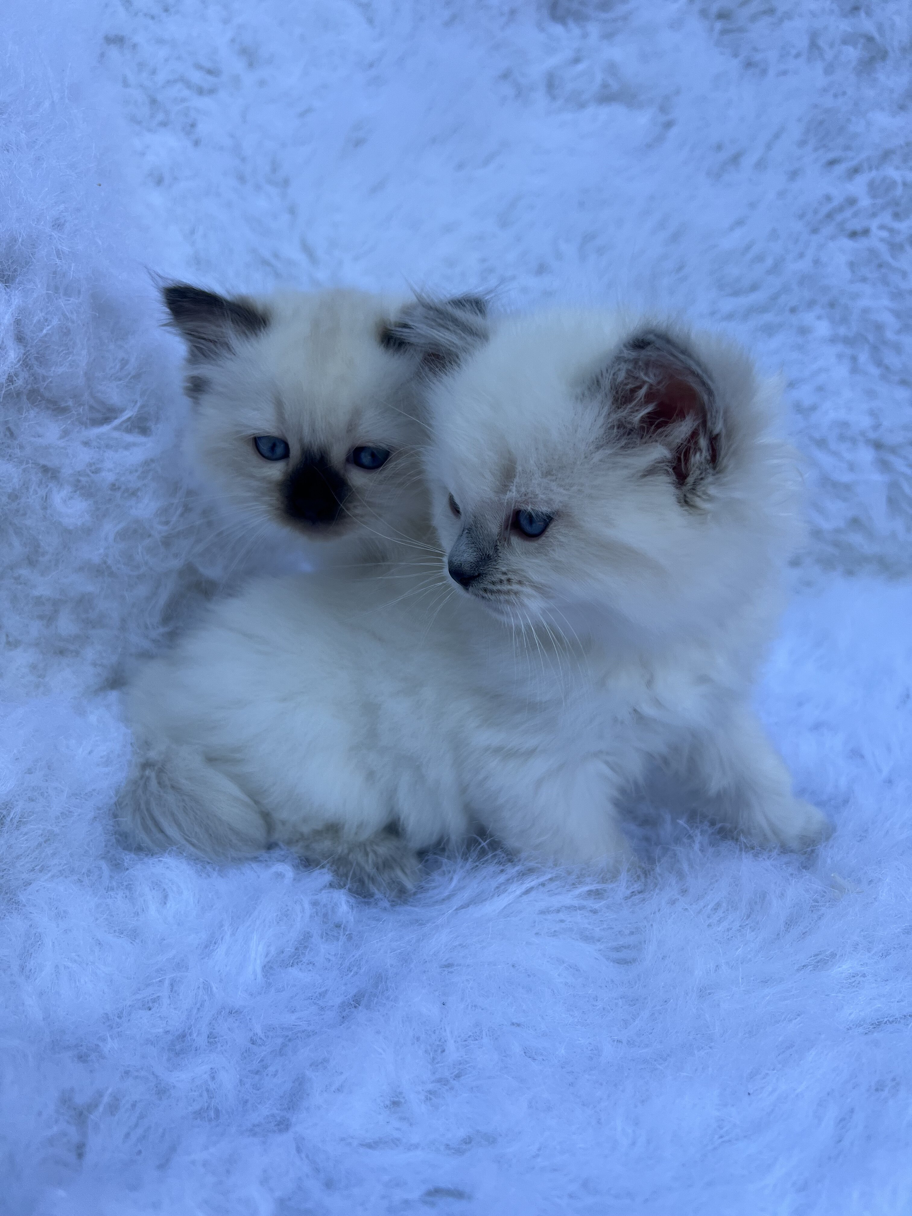 RAGDOLL KITTENS COMING SOON image 2
