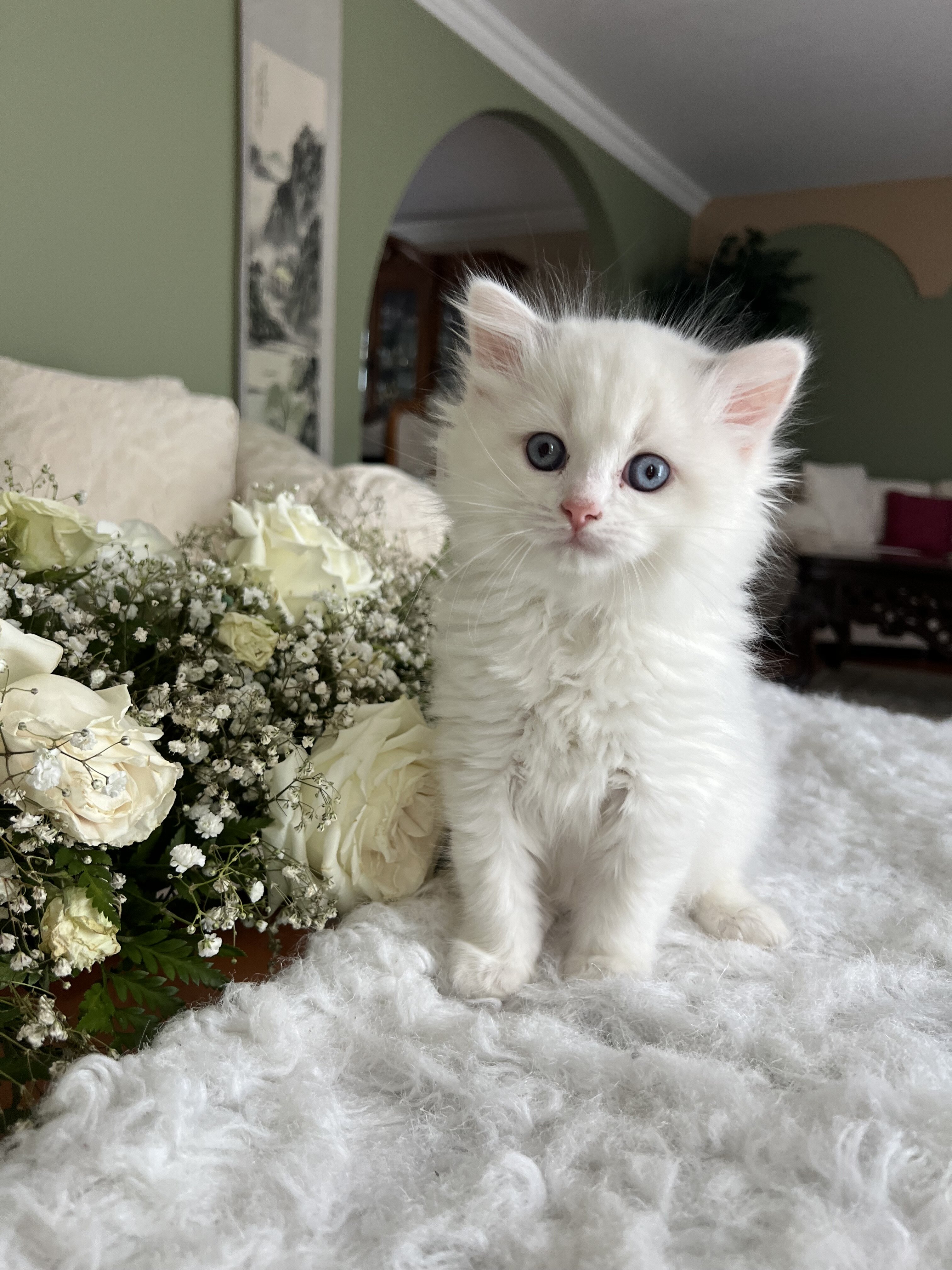 RAGDOLL KITTENS COMING SOON image 1